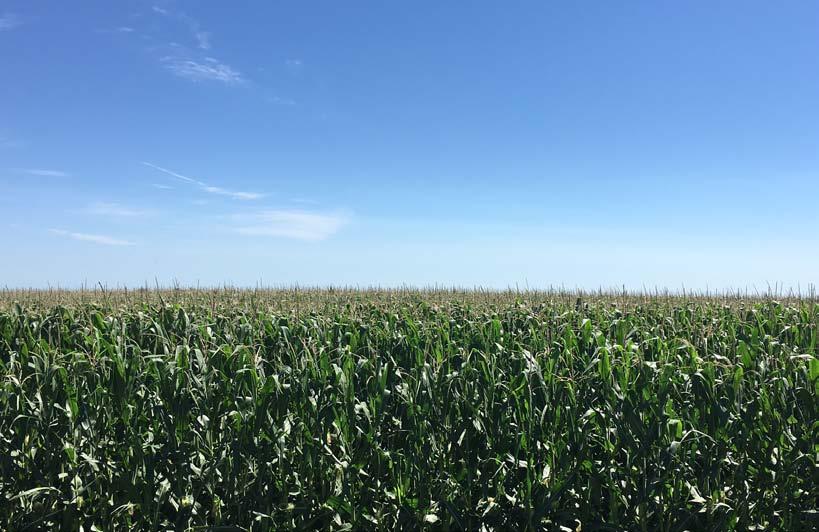 L-1005 LAND AUCTION 1,235+/- Acres, Carroll and Greene Counties, Iowa Friday, August 2,