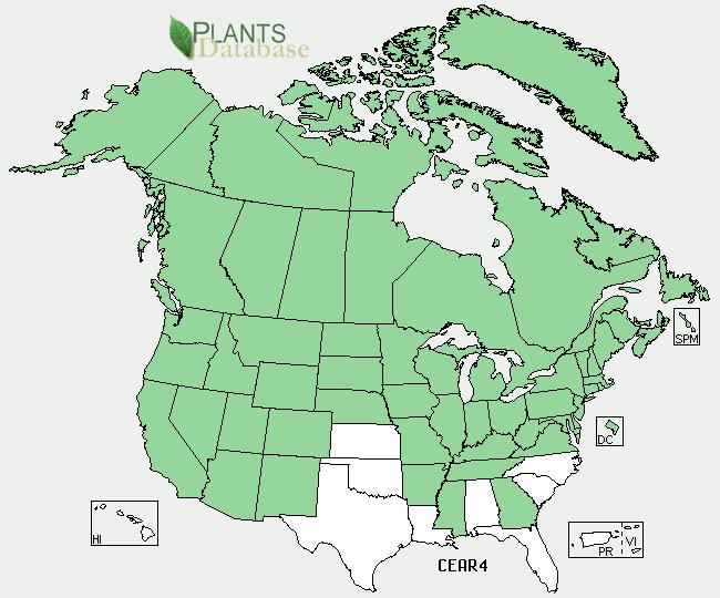 Geographical range GENERAL INFORMATION http://plants.usda.gov/java/profile?symbol=cear4 Grows from Alaska to California at high elevations and across most of North America (4).