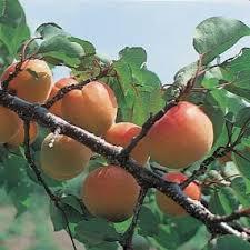 Keeping fruit and nut trees alive during severe water shortages is also possible, although crop production will be reduced or stop.