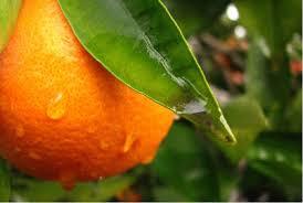 Citrus Citrus trees need adequate soil moisture during spring to set fruit and
