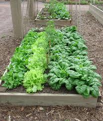 (Con d) Tomatoes, beans, and root crops such as carrots require regular watering and are not tolerant to long, dry periods.