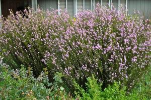Most established shrubs can survive long periods of dry soil.