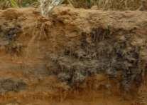 Topsoil burial