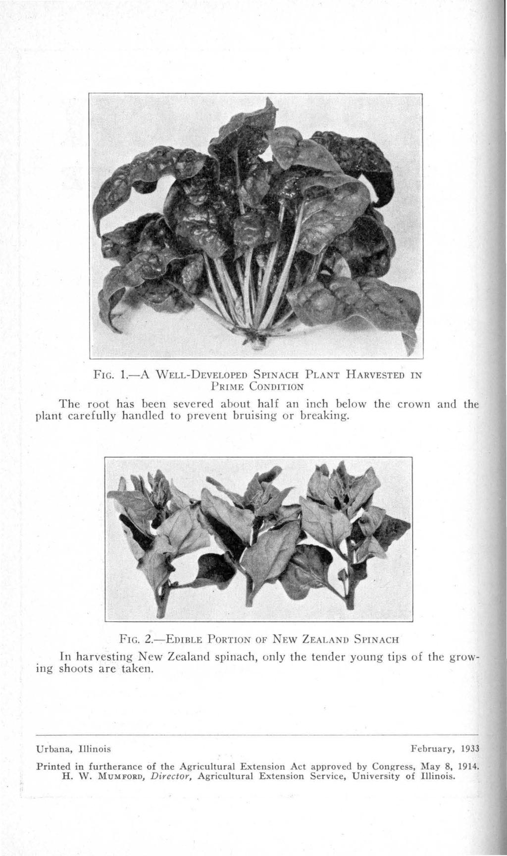 FIG. 1.-A WELL-DEVELOPED SPINACH PLANT HARVESTED IN PRIME CONDITION The root has been severed about half an inch below the crown and the plant carefully handled to prevent bruising or breaking. FIG.