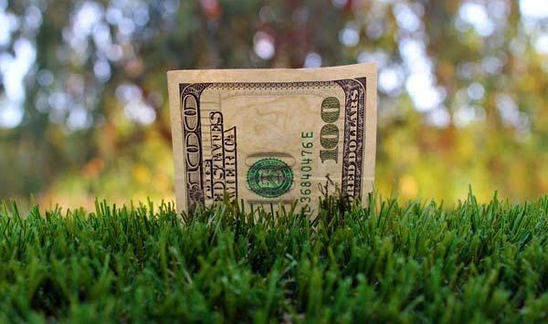 Unintended Consequences: Cash for Grass If the turf is removed, mature plants