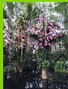 Artistically arranged, the Conservatory was filled with an exuberant abundance of orchids for the Orchid Show, some orchids were attached to trees to capture the beauty of seeing orchids growing in