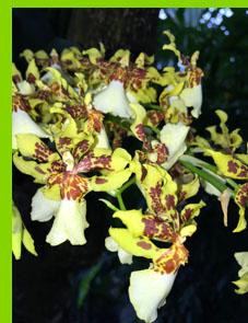 Dancing Ladies Oncidium 19th century collectors were extremely passionate about orchids and it was exciting to read that "orchid hunting was a big business - a single orchid could