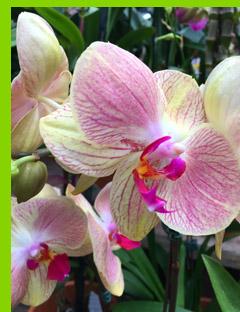 Paradise,' the bright orange orchid known as