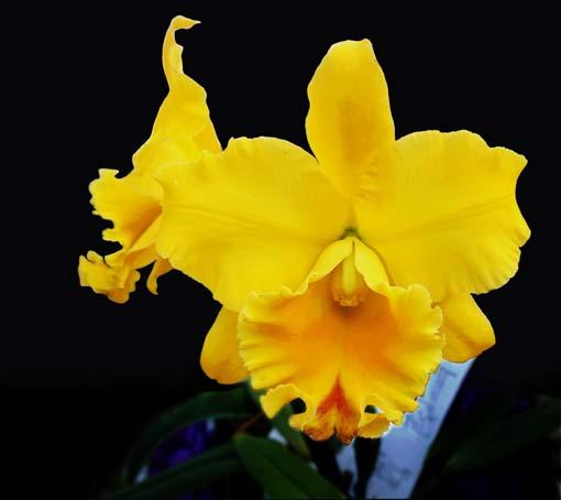 Goldenzelle) AM 85 pts; Natt s Orchids Bulb Elizabeth Ann 'Buckleberry' Barb