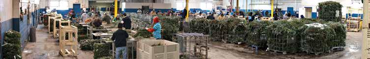 Holiday Holiday Decor NATURAL BOUGHS Dutchman Tree Farms hand selects all evergreen material for our Christmas greens and wreaths.