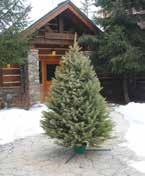 Fresh Cut BLUE SPRUCE This Blue Spruce Christmas Tree is popular because of its attractive bluish foliage. It s also easy to decorate with its pyramidal shape and stiff branching.