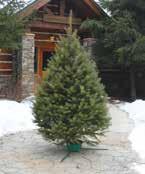 Fresh Cut DOUGLAS FIR The pleasing fragrance and ability to withstand cold temperatures make Douglas Fir Christmas Trees desirable.