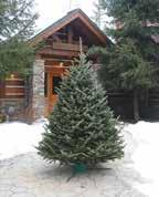 Available in Fraser Fir Type Product # Product Description Size Pack Pack Size FRESH CUT FFS56 FRASER FIR SNOWFRESH 5-6 5-6 LOOSE/PALLET 1/30 $24.