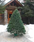 Fresh Cut SCOTCH PINE This Scotch Pine Christmas Tree (a traditional favorite) is known for its strong branches and excellent needle retention.