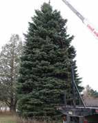 Fresh Cut BIG TREE ASSORTED Available in Fraser Fir, Douglas Fir, Concolor Fir, and Blue Spruce.