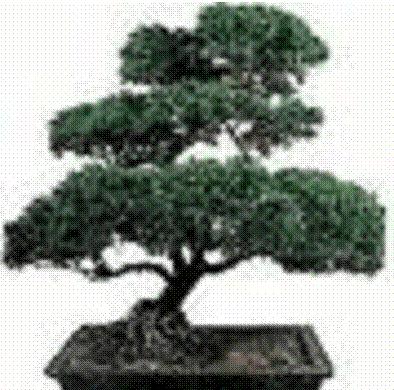 BAY AREA BONSAI SOCIETY May 2013 Topic: BONSAI WORKSHOP Date: May 8, 2013 Time: 7:00-9:00 P.M. Place: Brown County Senior Center 300 S. Adams Street Green Bay, WI.