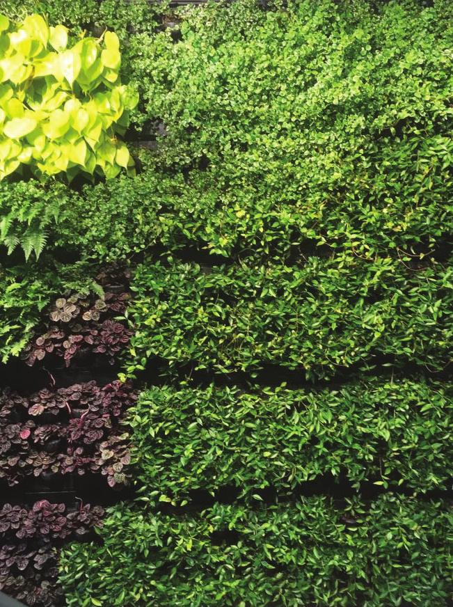 Can be easily installed on new or existing walls Living Walls Green Walls, Living Walls or even Vertical Gardens have become