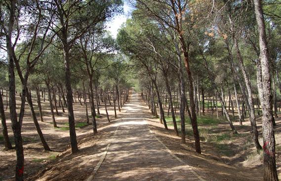 ACTION B.7. Improve the ecological state of the green matrix This action is divided into two phases. 1. Forest Plan guidelines Torrero.