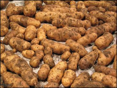 Experiment: Potatoes Comparisons of Nitrogen Sources and Foliars Year (Experiment Number): 2008 (08-101) Date of Planting/Harvest: April 24 / Sept 10 Hybrid: Russet Norkota Plot Size (replications):