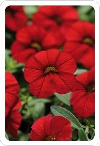 .. New Calibrachoa Cabaret Bright Red and Deep Yellow Calibrachoa x hybrid Top votes overall went to these two punchy new colours adding to the popular Cabaret TM series.