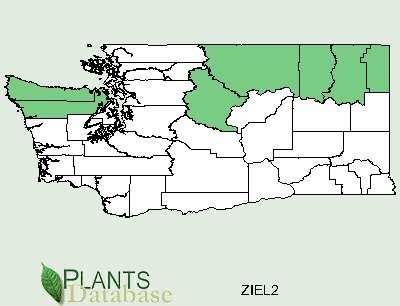 Plant Propagation Protocol for Zigadenus elegans ESRM 412 Native Plant Production Family Names Family Scientific Name: Family Common Name: Scientific Names