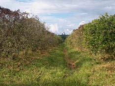 Swingle Citrumelo Decline in Belize Francisco Gutierrez Extension Coordinator Citrus Research and Education Institute Introduction Many citrus growers in certain areas of the country are observing a