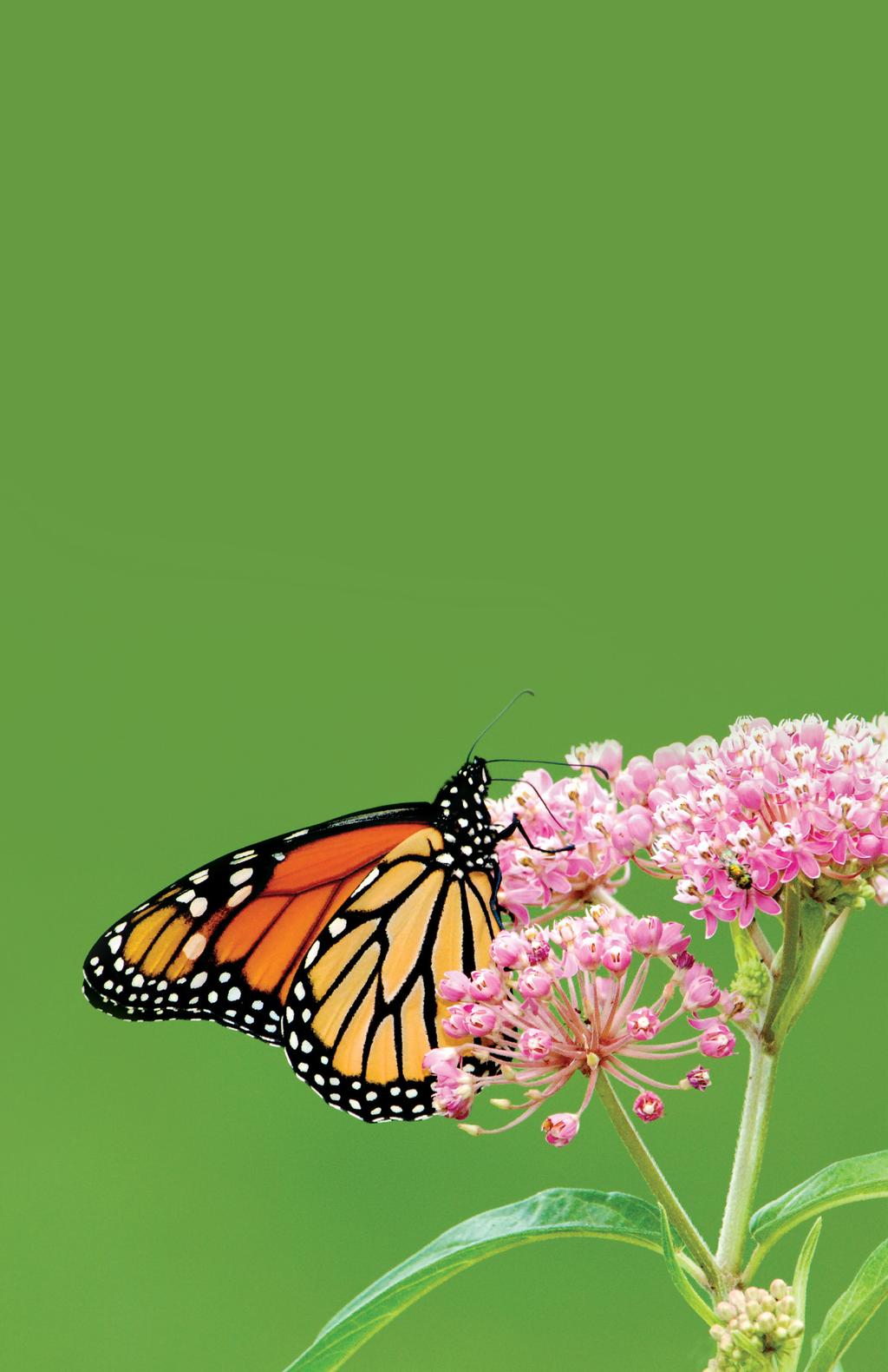 The population of Monarch Butterflies