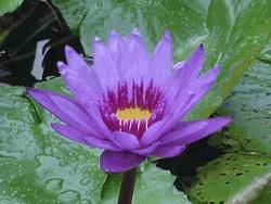 Tropical water lilies need plenty of room to spread, warm water and full sunlight, at least eight hours every