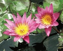 In warmer climates, tropical waterlilies can stay in the pond throughout the winter.