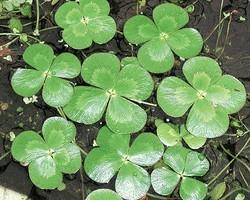 Floating (Floaters) and Water "Lily-Like" Plants Floating Plants: Water Lettuce Hyacinth No planting