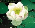 These plants are similar to water lilies in that they grow from a submerged crown with floating leaves and flowers.