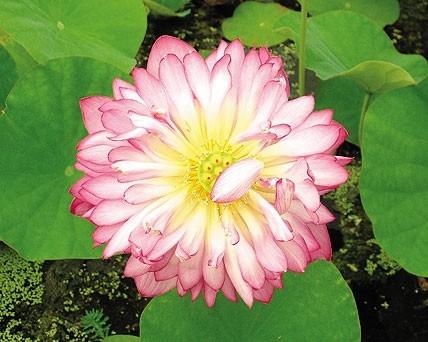 How to Plant "Lily-Like" Plants: "Lily-Like" plants such as the snowflake will survive whether it's floating or planted. It can be planted in a 6" pot much like oxygenators (cabomba, anacharis, etc).