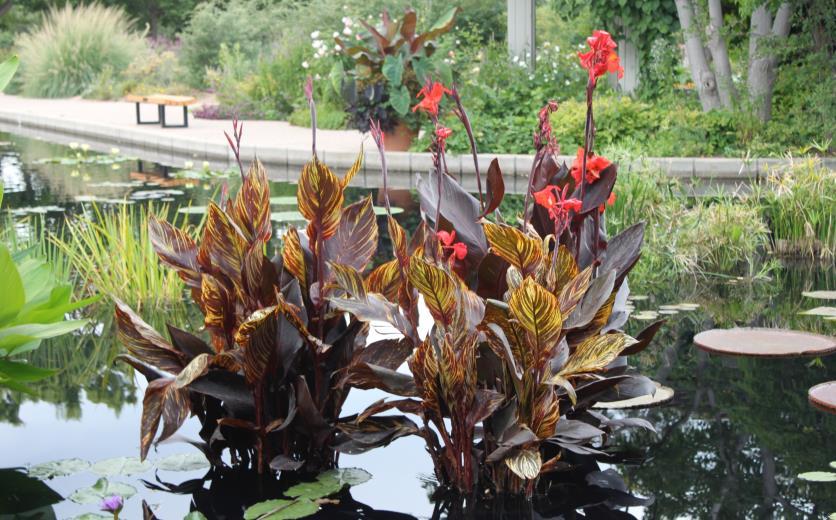Volume 36 Number 2 April 2019 The Water Garden Journal of the Colorado Water Garden Society IN THIS ISSUE: Get Wet 2019 The Magnificent Cannas.