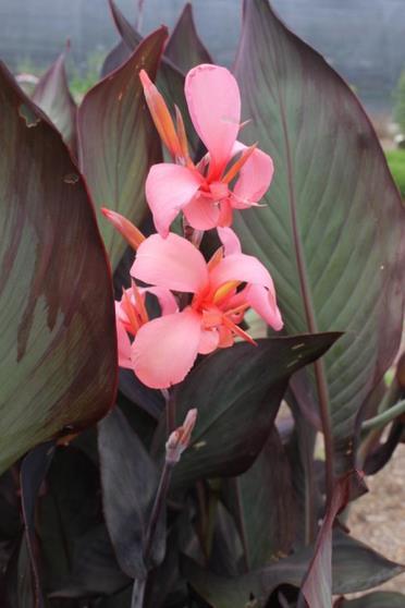Feature Articles 3 A Colorful Addition to Any Pond or Water Feature The Magnificent Cannas - Headline Program at Get Wet on Thursday, April 18 th (continued from page 1) Tips on the planting, care,