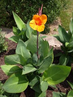 Some, including the popular Endeavor and Ra hybrids, were developed at Longwood Gardens to be water plants. Several other canna varieties have also been found to grow well in water features.