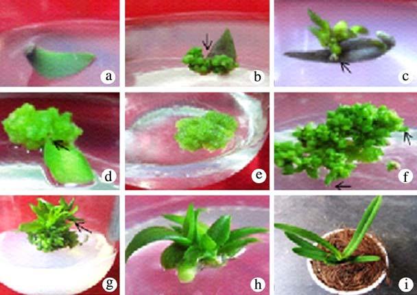 778 BHATTACHARJEE AND ISLAM Figs. 1a - i: Direct somatic embryogenesis from leaf explants of Vanda tessellata and subsequent plant regeneration.