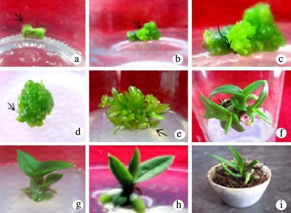 embryos directly formed from the leaf base region, (e) a cluster of leaf derived embryos, (f-g) embryos formed shoots; (h) regenerated plantlet with well developed root and (i) acclimatized plantlets.