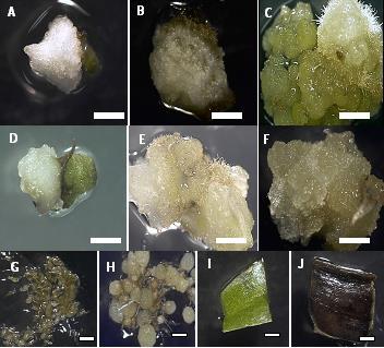 PLB regeneration of Paphiopedilum rothschildianum 5 Figure 1. (Plate A-J): Callus induction of Paphiopedilum rothschildianum on ½ MS (Murashige & Skoog, 1962) medium in darkness, 25 ± 2ºC.
