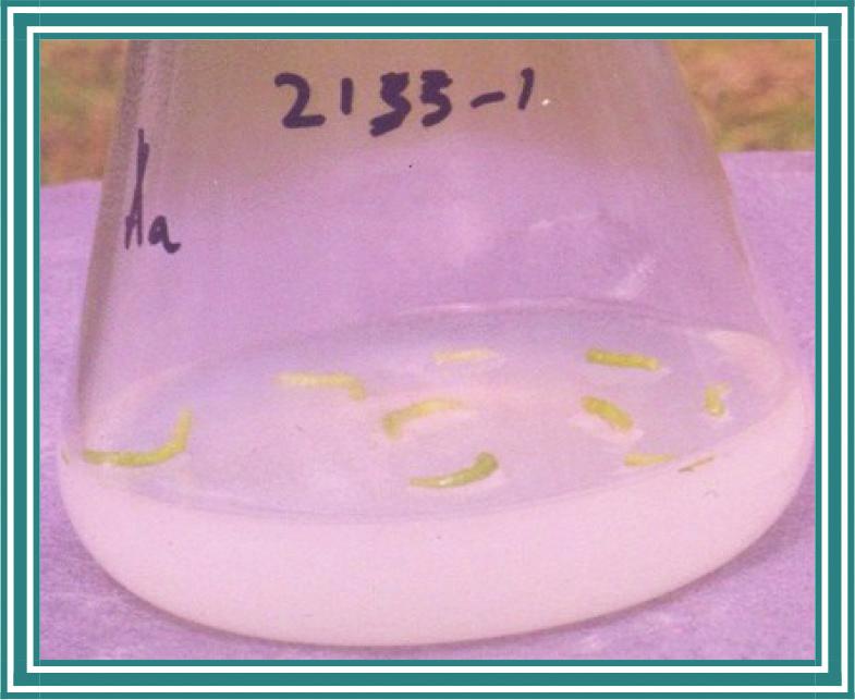 Regeneration of plantlets from In vitro Root and