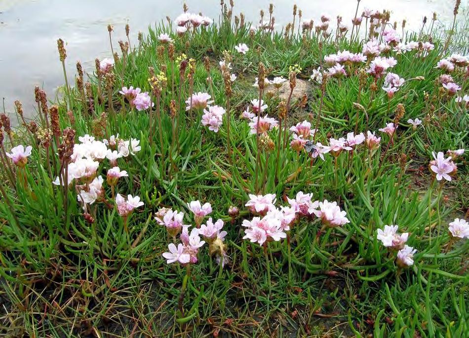 including the pink Armeria maritima and