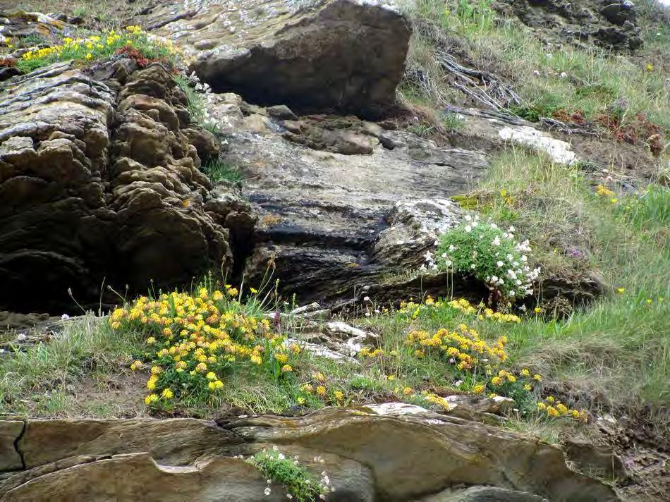 Armeria maritima and Silene uniflora were flowering alongside the yellow Lotus
