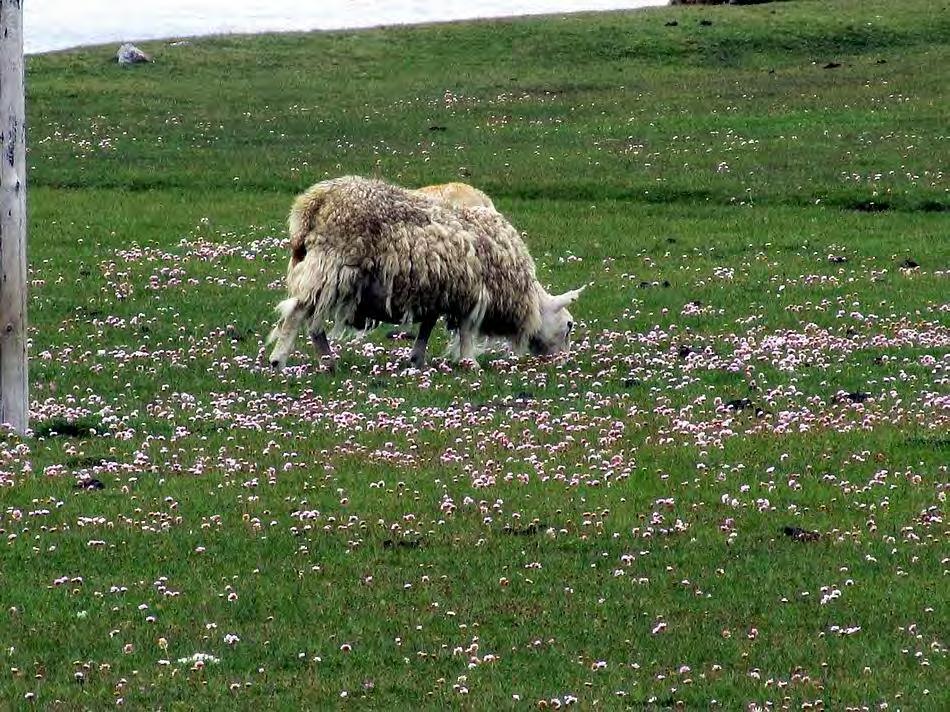 A shaggy sheep grazes on the short costal grasses, fortunately