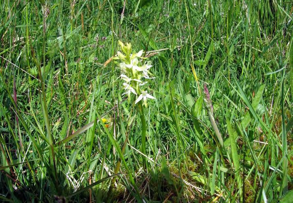 Platanthera chlorantha At the edge of a field we