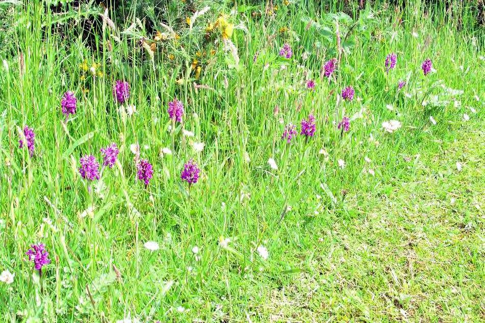 Dactylorhiza purpurella was more easily identified as it seemed to be less