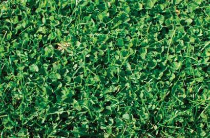 MICROCLOVER - a breakthrough in sustainable lawn care DLF Pickseed Microclover is a unique clover plant developed by DLF Pickseed breeders.