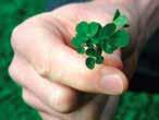 The Microclover plants create a canopy within the grasses that prevents weeds, such as dandelions, from establishing.