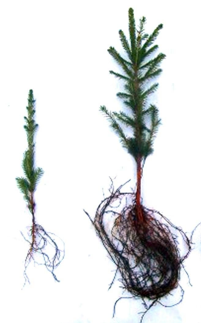 INTRODUCTION Seedlings will have a smaller root system and less branching