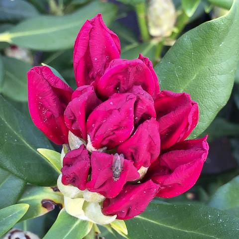 The beautiful foliage is not what makes Rhododendron Nova Zembla a favorite. It is the large 5-6 inch flower clusters or trusses that bloom a deep blue red.