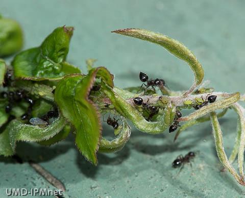 If you see a lot of ants along the stem, look closely for the aphids. Paul Wolfe, Integrated Plant Care, is finding aphids on a variety of plants including birch in Rockville and Bethesda.