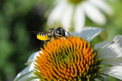 Beneficial of the Week By: Paula Shrewsbury, UMD Leafcutter bees: Good guys or bad? Leafcutter bees are a common group of solitary bees in the family Megachilidae.